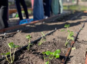 Riego por goteo de plantas.