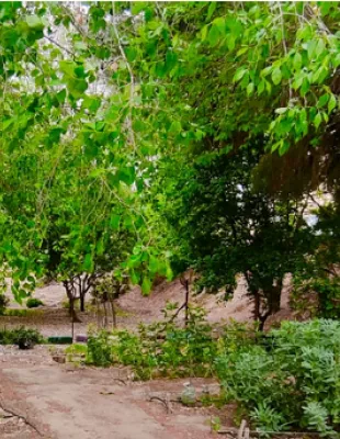 Huerto proyecto de innovación IES José Conde García